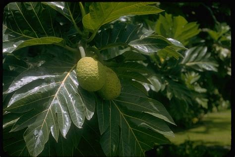 樹名查詢|Artocarpus incisus